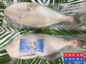 Cá bò da nguyên con SCLS
