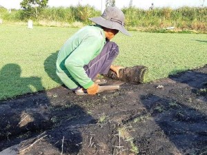Cỏ thảm cỏ kiểng tại vườn