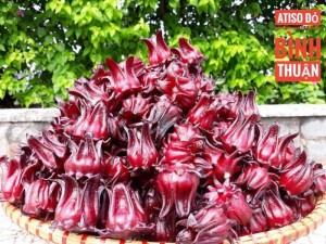 Atiso đỏ sỉ