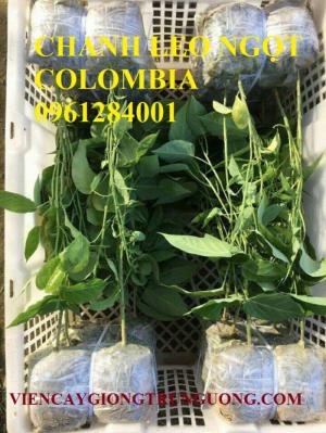 Địa chỉ uy tín cung cấp giống cây chanh leo ngọt colombia, chanh leo vàng ngọt