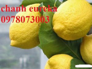 Giống chanh vàng eureka - viện cây giống trung ương chuyên cung cấp giống nhập khẩu chất lượng cao