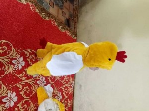 Gà bông đại hàn