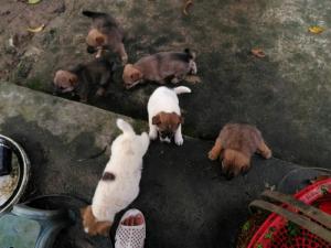 Bán chó 6 con 50 ngày tuổi
