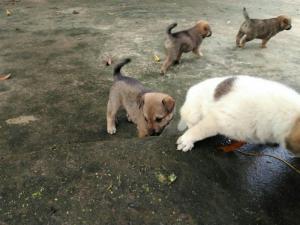 Bán chó 6 con 50 ngày tuổi