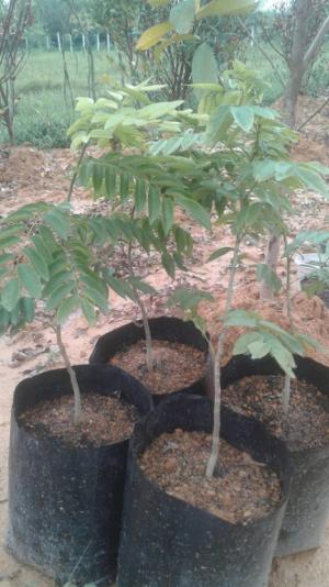 Cây sưa đỏ, Cao khoảng 60cm
