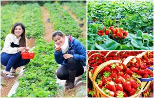 Tour Du Lịch Đà Lạt Tết Nguyên Đán 2019