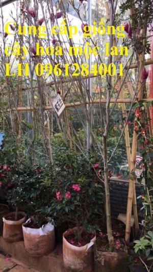 Cây hoa mộc lan đẹp quyến rũ, hoa mộc lan hương thơm nồng nàn