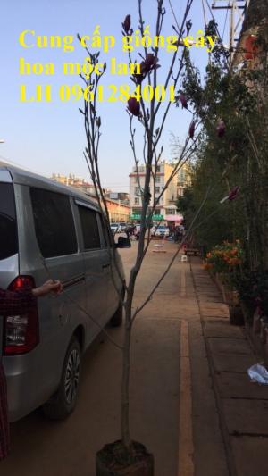 Cây hoa mộc lan đẹp quyến rũ, hoa mộc lan hương thơm nồng nàn