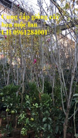 Cây hoa mộc lan đẹp quyến rũ, hoa mộc lan hương thơm nồng nàn