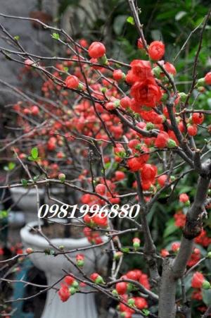Hoa mai đỏ - Phục vụ tết nguyên đán