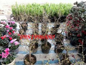 Hoa mai đỏ - Phục vụ tết nguyên đán