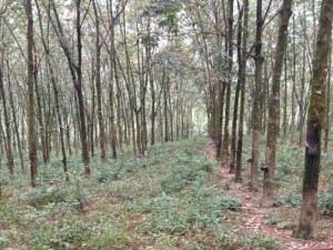 Đất rừng cao su