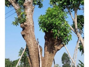 Cây lộc vừng khủng hoành 230