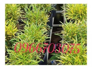 Cây công trình các loại cây lá màu