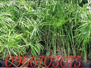 Cây công trình các loại cây lá màu
