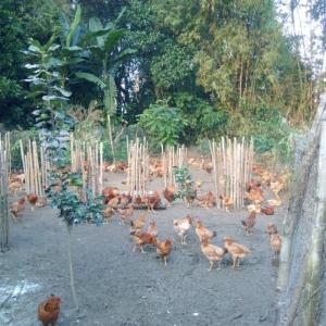 Bán gà ta thịt thả vườn tại Đà Nẵng