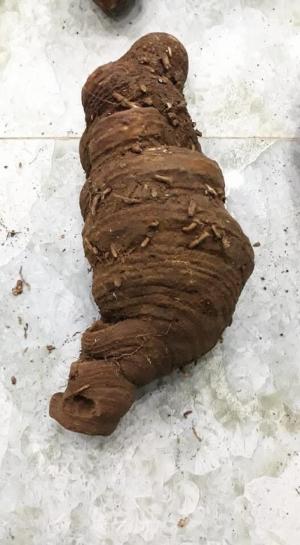 Thất diệp nhất chi hoa (cây 7 lá điều trị ngăn ngừa ung thư)