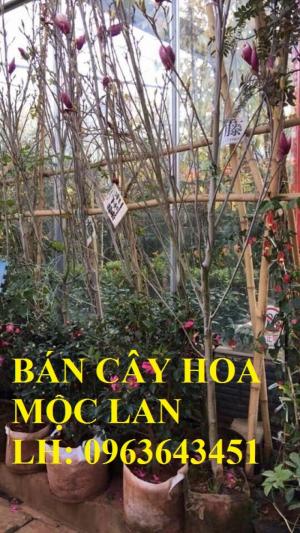 Cung cấp cây hoa mộc lan, cây hoa mộc lan đang có hoa, uy tín, chất lượng, giao cây toàn quốc