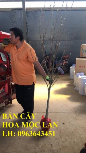 Cung cấp cây hoa mộc lan, cây hoa mộc lan đang có hoa, uy tín, chất lượng, giao cây toàn quốc