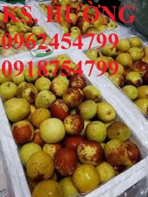 Bán giống cây hồng táo, cây táo tàu trung quốc, cây táo tầu làm thuốc, giao cây toàn quốc, lh 0962454799//0918754799