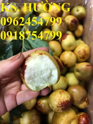Bán giống cây hồng táo, cây táo tàu trung quốc, cây táo tầu làm thuốc, giao cây toàn quốc, lh 0962454799//0918754799
