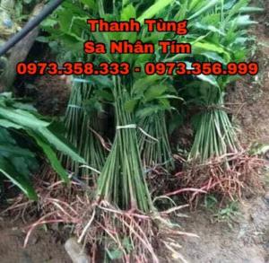 Cây Sa Nhân Tím