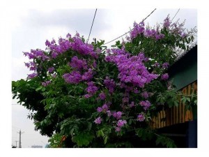 Cây bằng lăng osaka vàng hàng đep