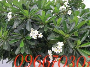 Cây bằng lăng Osaka vàng hàng đep