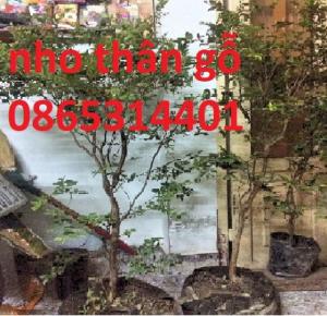 Giống cây nho thân gỗ, giống cây lạ nhất trong họ nho. quả mọng ở thân.