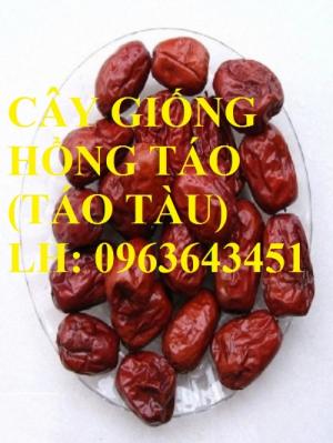 Cung cấp cây giống hồng táo, cây giống táo tàu, cây giống táo tàu trong vị thuốc bắc, uy tín