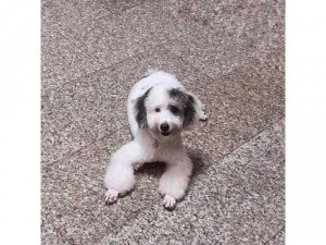 Bé Poodle Bò Sữa Đực 7 tháng