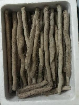 Khoai Mài Núi Tươi Ngon Loại (9)