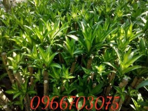 Cây phát tài đẹp