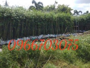 Trúc cần câu số lượng lớn