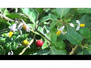 Cao Cà Gai Leo Cô Đặc - Giải Độc gan, mát gan, xơ gan, Viêm gan B, Giải độc rượu