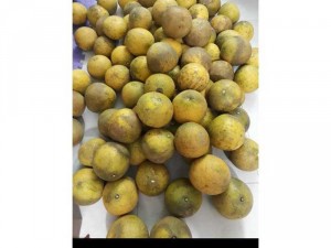 Bưởi Diễn Đất Diễn