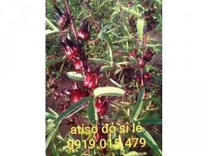 Sỉ atiso đỏ khô (hibiscus tea) siêu rẻ