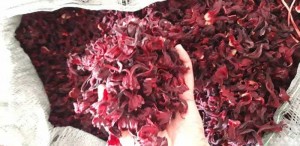 Atiso Đỏ Khô (Bụp Giấm_ Hibiscus)