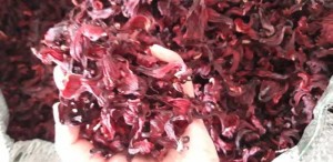 Atiso Đỏ Khô (Bụp Giấm_ Hibiscus)