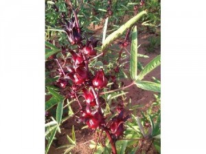 Atiso Đỏ Khô (Bụp Giấm_ Hibiscus)