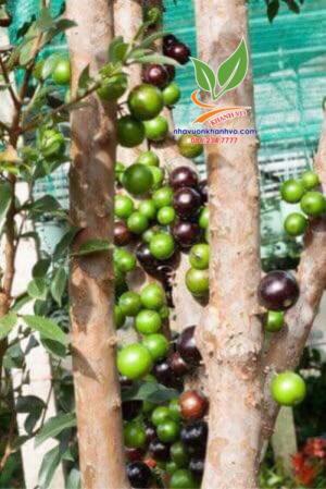 Nho thân gỗ - Cây nho Nam Mỹ độc lạ