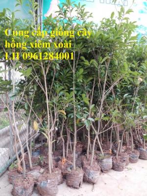 Cung cấp cây giống hồng xiêm xoài, hồng xiêm quả to, số lượng lớn, cam kết chất lượng