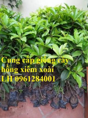 Cung cấp cây giống hồng xiêm xoài, hồng xiêm quả to, số lượng lớn, cam kết chất lượng