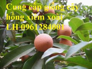 Cung cấp cây giống hồng xiêm xoài, hồng xiêm quả to, số lượng lớn, cam kết chất lượng