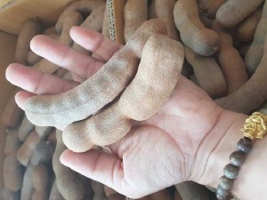 Me Thái loại vỏ mỏng