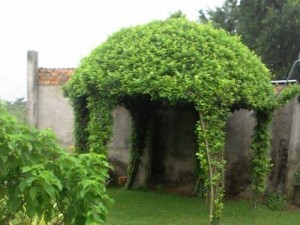 Cỏ thảm nhung sân vườn