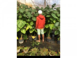 Cà chua thân gỗ cây 1,7 mét