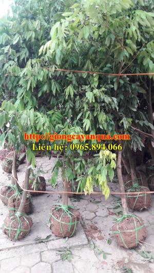 Cung cấp cây nhãn choai, nhãn sớm choai, nhãn Hương Chi choai, nhãn miền choai, nhãn Hưng Yên choai