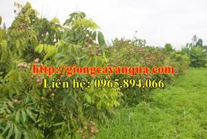 Cung cấp cây nhãn choai, nhãn sớm choai, nhãn Hương Chi choai, nhãn miền choai, nhãn Hưng Yên choai