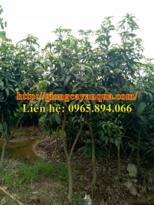 Cung cấp cây Xoài Thái Choai, Xoài Đài Loan Choai, Xoài Úc Choai, Xoài Tím Choai